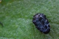 Trachys minutus