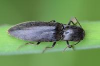 Agriotes pilosellus