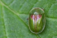 Cassida