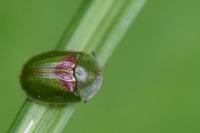 Cassida