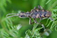 Rhagium sycophanta