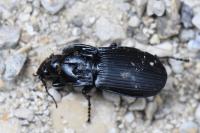 Abax parallelepipedus
