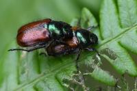Phyllopertha horticola