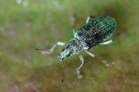Polydrusus formosus