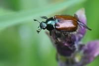 Phyllopertha horticola