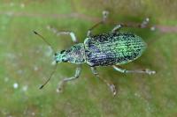 Polydrusus formosus
