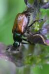 Phyllopertha horticola