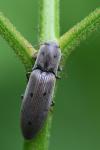 Agriotes pilosellus