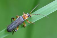 Cantharis nigricans