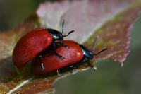 Chrysomela populi