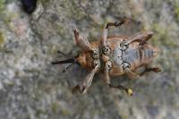 Curculio glandium