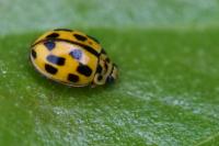 Propylea quatuordecimpunctata