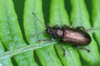 Plateumaris consimilis