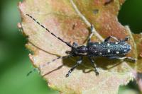 Saperda populnea
