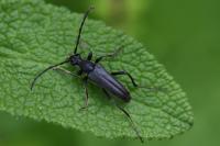 Rutpela nigra