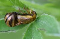 Gonioctena olivacea