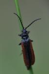 Omalisus fontisbellaquei