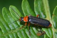 Cantharis pellucida