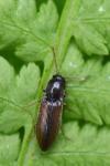 Agriotes