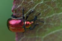 Byctiscus