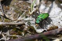 Cicindela campestris