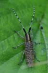 Agapanthia villosoviridescens
