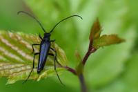 Rutpela nigra
