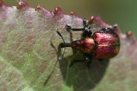 Byctiscus