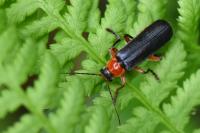 Cantharis pellucida