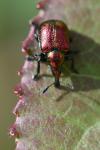Byctiscus