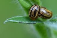 Gonioctena olivacea