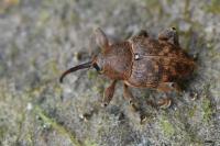Curculio glandium