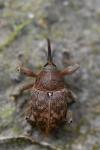 Curculio glandium