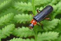 Cantharis pellucida