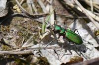 Cicindela campestris
