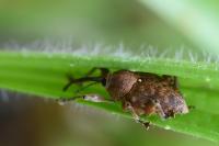 Curculio glandium