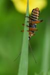 Cantharis nigricans
