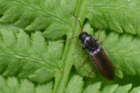 Agriotes