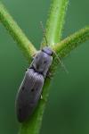Agriotes pilosellus