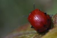 Chrysomela populi