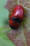 Chrysomela populi