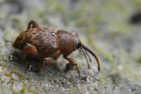 Curculio glandium