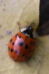 Harmonia axyridis