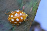 Halyzia sedecimguttata