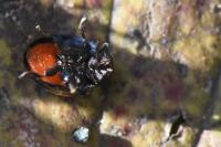 Chilocorus renipustulatus