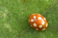 Vibidia duodecimguttata