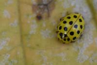 Psyllobora vigintiduopunctata