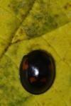 Exochomus quadripustulatus