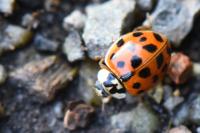Harmonia axyridis