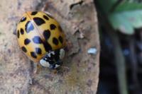 Harmonia axyridis
